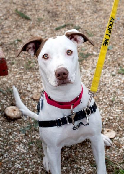 Zumi, Adoptable, Adult Female Mixed Breed.