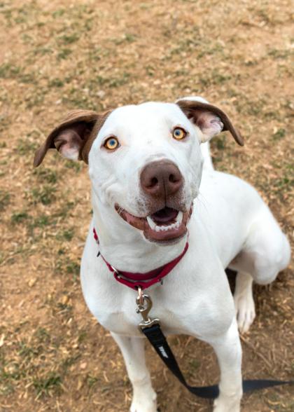 Zumi, Adoptable, Adult Female Mixed Breed.