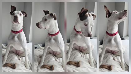 Zumi, Adoptable, Adult Female Mixed Breed.