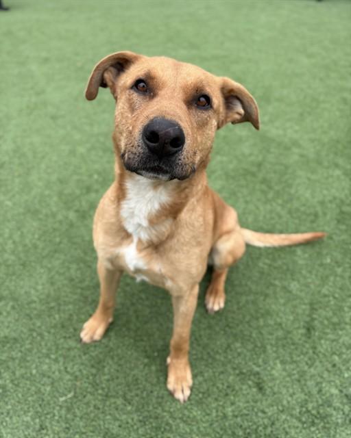 Enlarge CHARLIE BROWN, a Adoptable mixed breed in Castaic, CA image 1/1