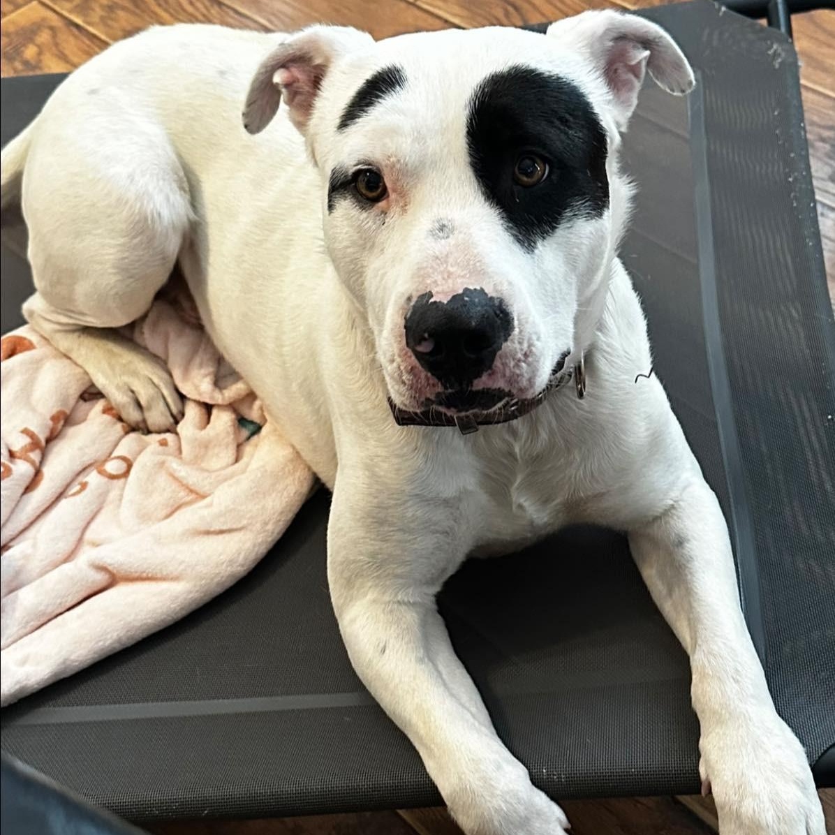 Enlarge Cooper, a ADOPTABLE Pit Bull Terrier in Chino valley, AZ image 1/1