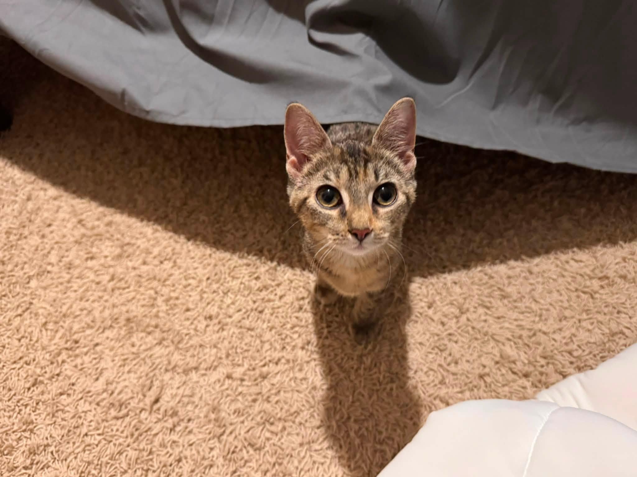 Ann, Adopted, Kitten Female Domestic Short Hair.