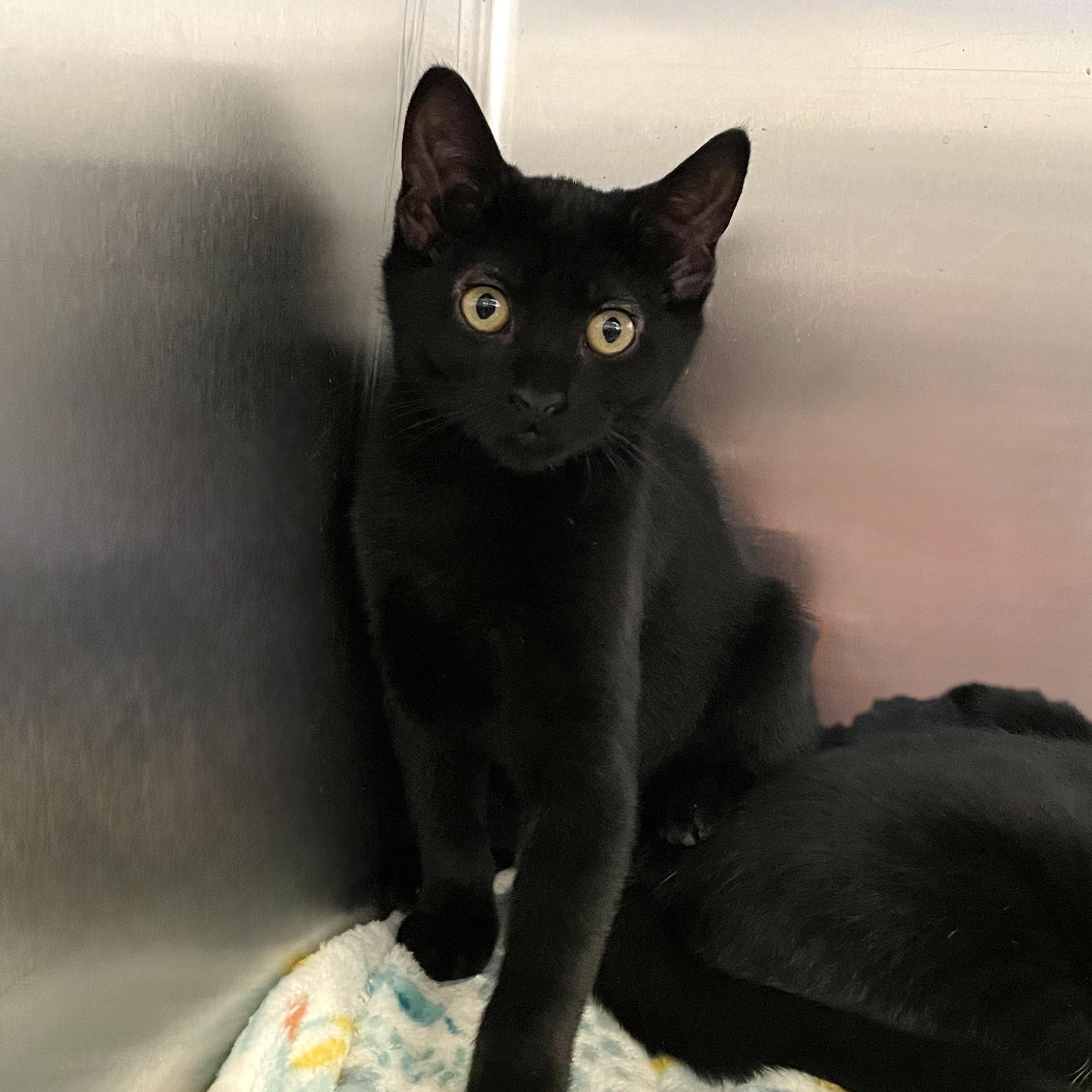 Carrie, a Adoptable Domestic Short Hair in Wantagh, NY image 3/3