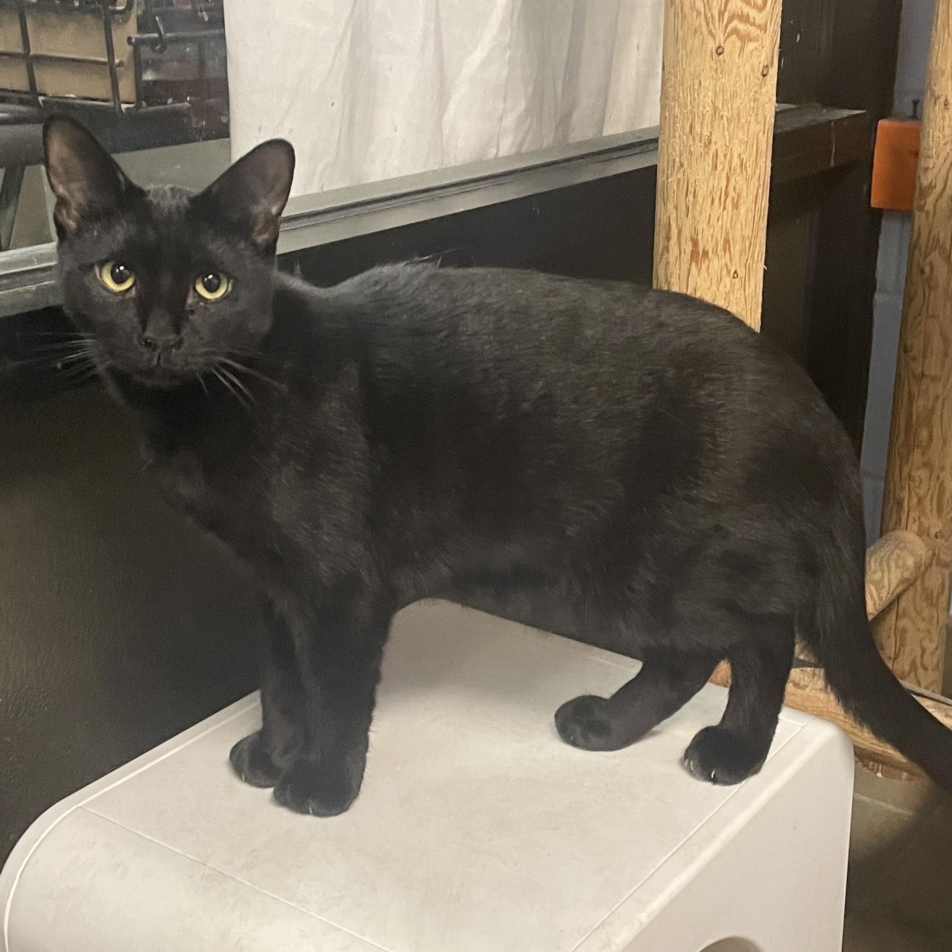 Enlarge Carrie, a Adoptable Domestic Short Hair in Wantagh, NY image 1/4