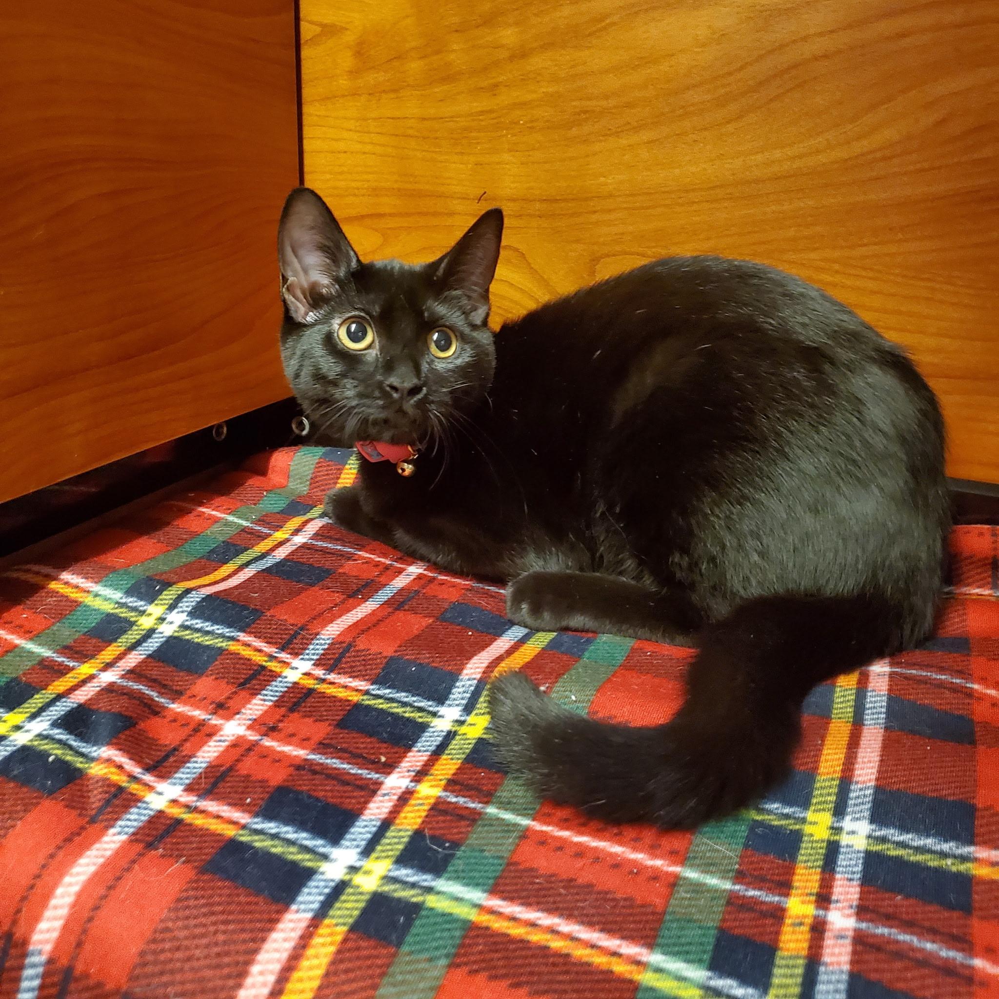 Carrie, a Adoptable Domestic Short Hair in Wantagh, NY image 2/3