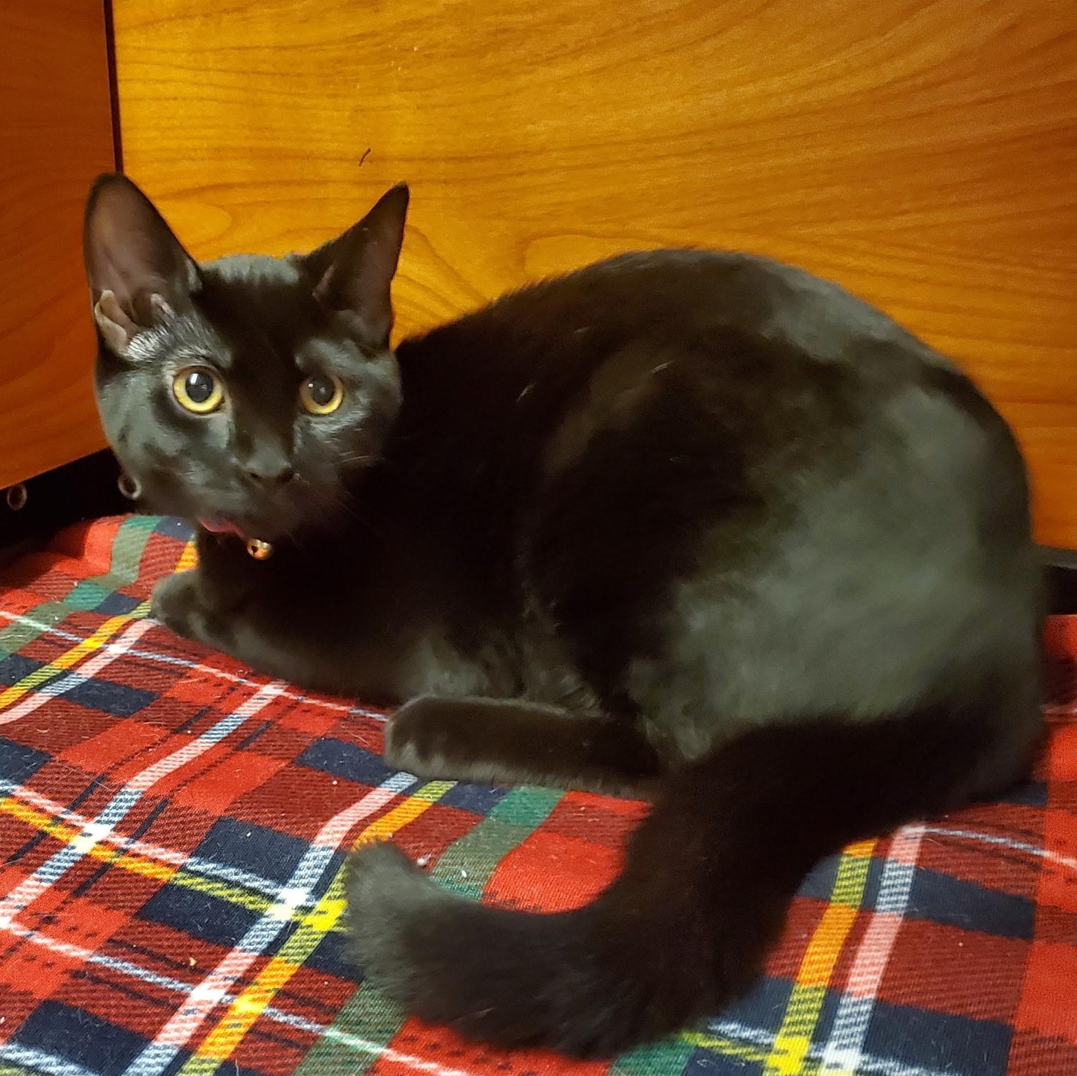 Carrie, a Adoptable Domestic Short Hair in Wantagh, NY image 1/3