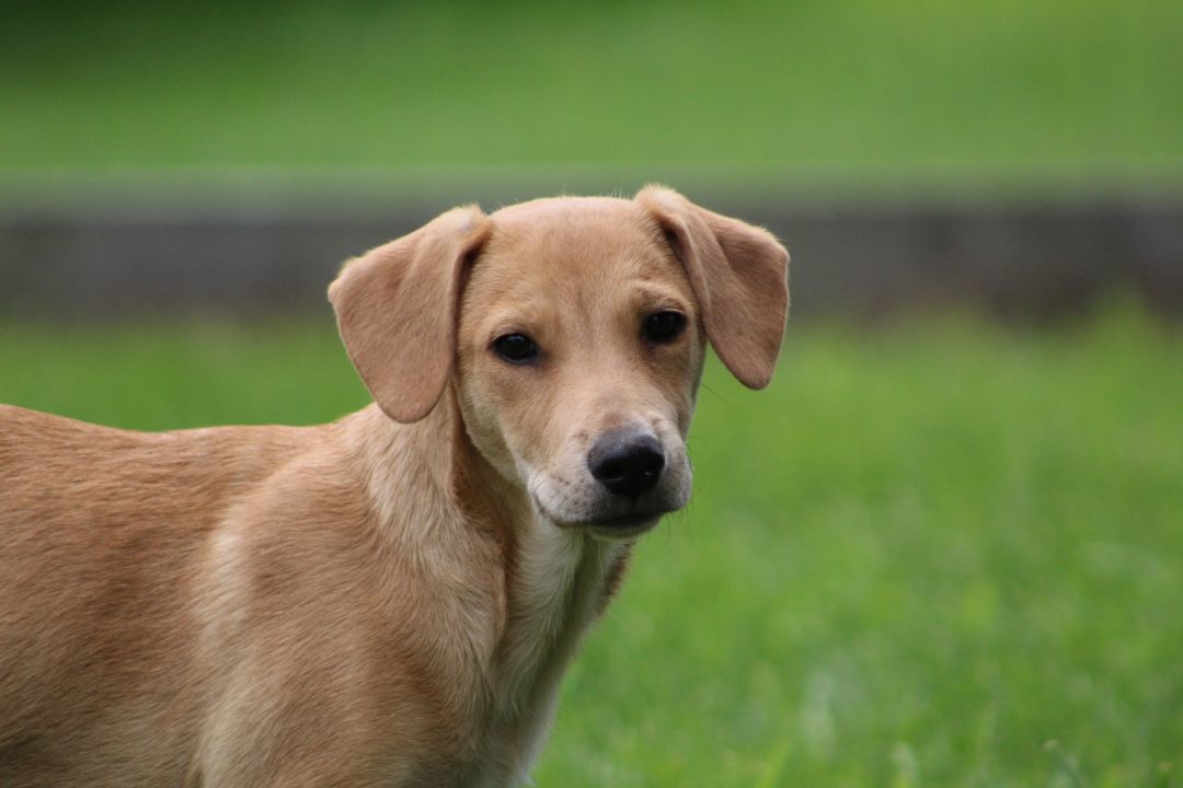 Enlarge Charlotte, a Adopted mixed breed in Coldwater, ON image 1/6