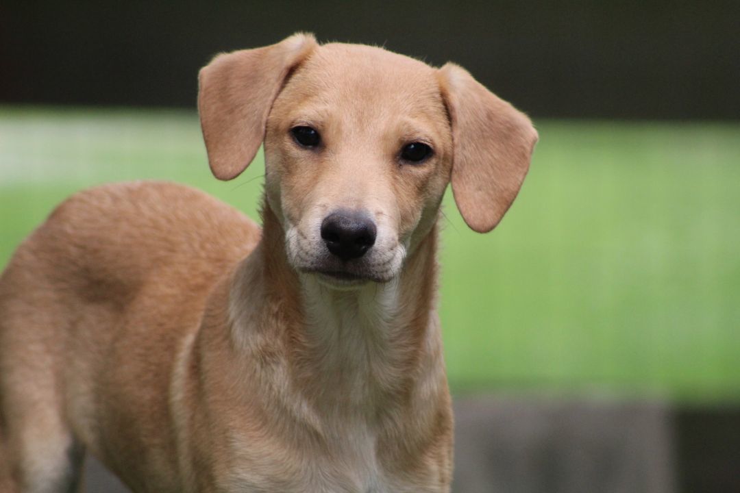 Enlarge Charlotte, a Adopted mixed breed in Coldwater, ON image 2/6