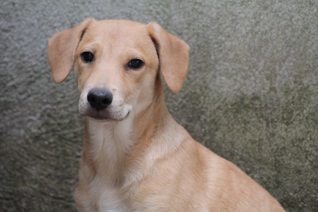 Enlarge Charlotte, a Adopted mixed breed in Coldwater, ON image 3/6