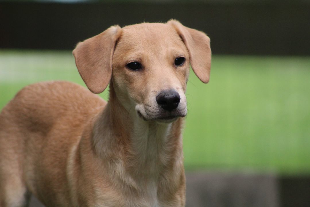 Enlarge Charlotte, a Adopted mixed breed in Coldwater, ON image 4/6