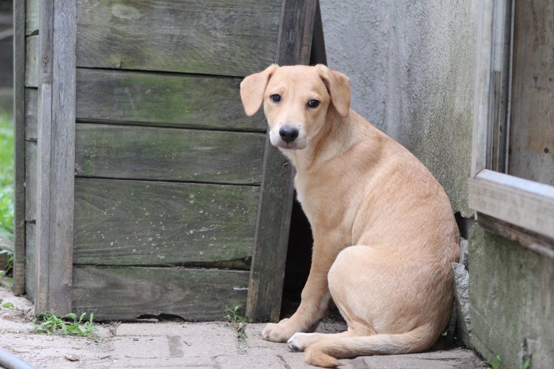 Enlarge Charlotte, a Adopted mixed breed in Coldwater, ON image 5/6