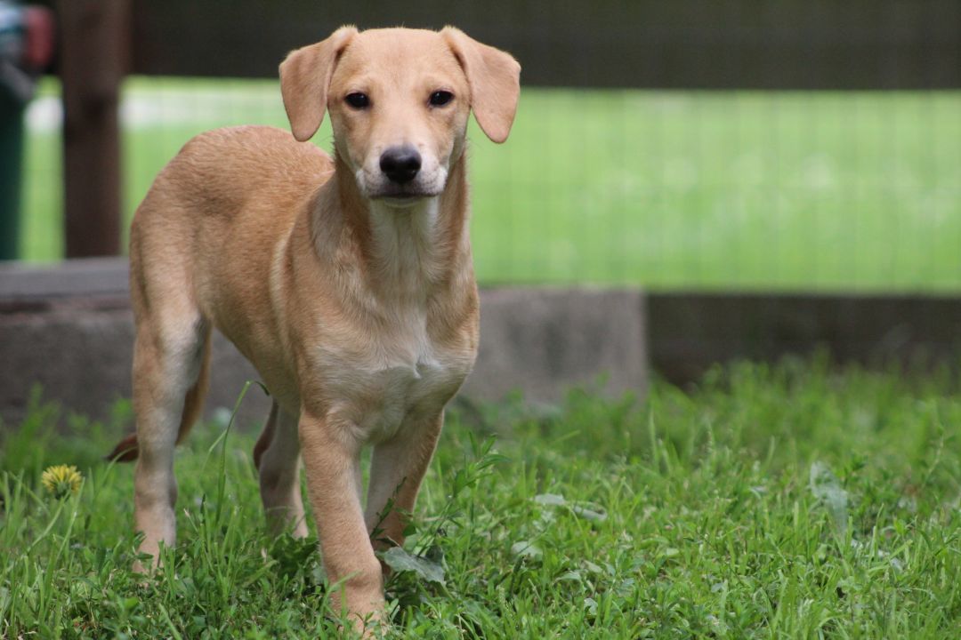 Enlarge Charlotte, a Adopted mixed breed in Coldwater, ON image 6/6