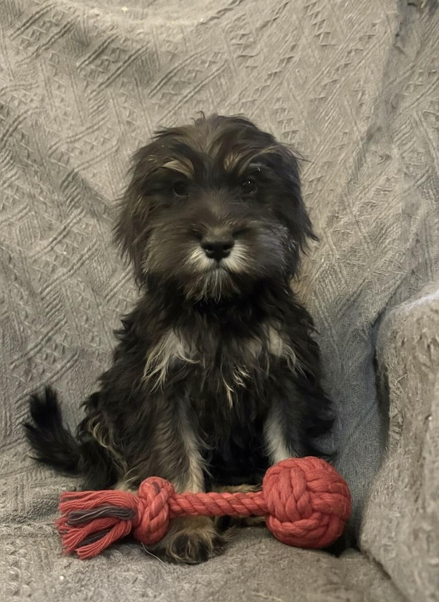 Bobby, adopted, Puppy Male Schnoodle & Terrier.