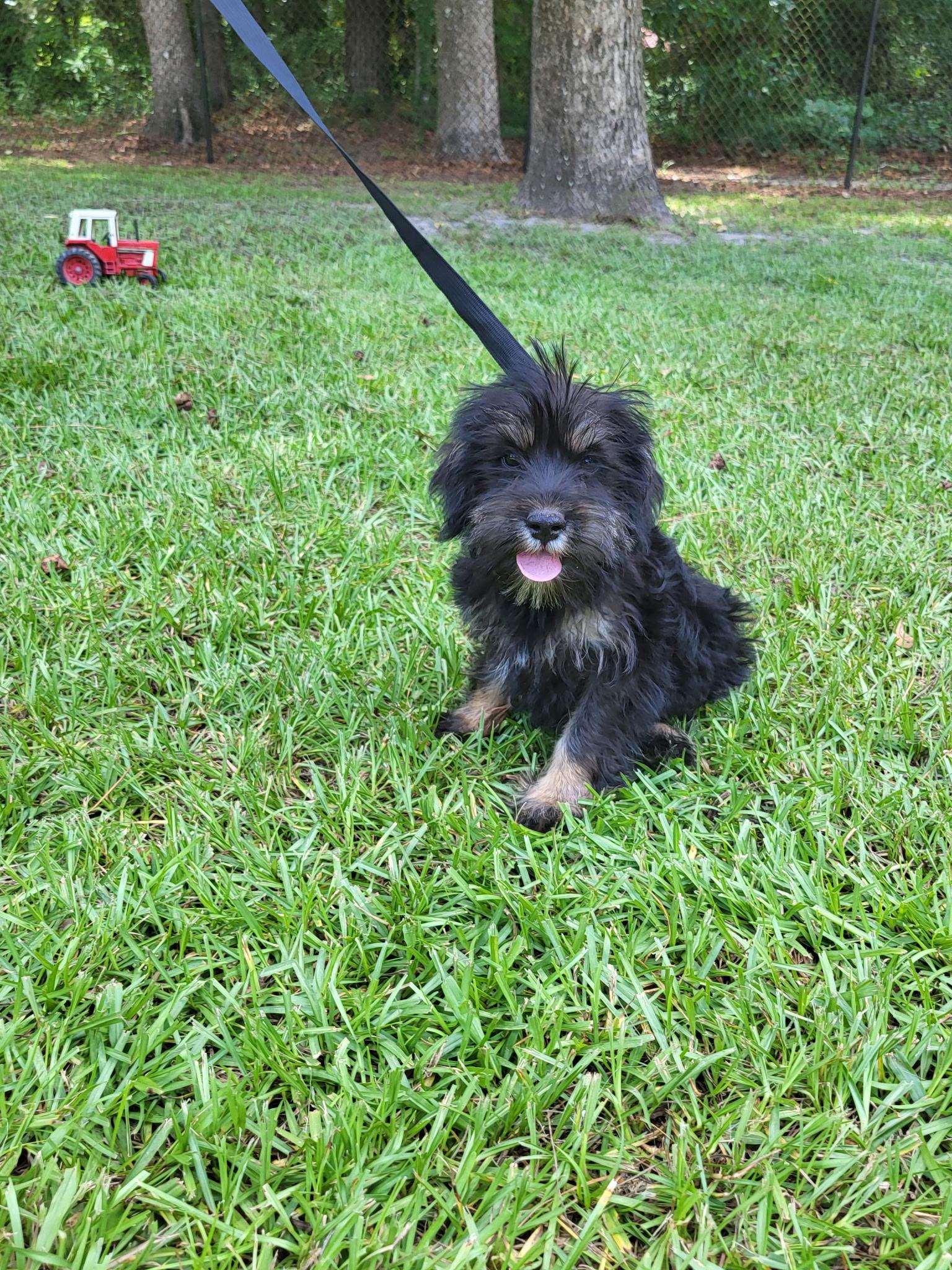 Bobby, an adopted mixed breed in Hillsdale, NY image 2/2