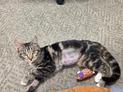 Neville, a Adoptable Domestic Short Hair in Laguna Niguel, CA image 1/3