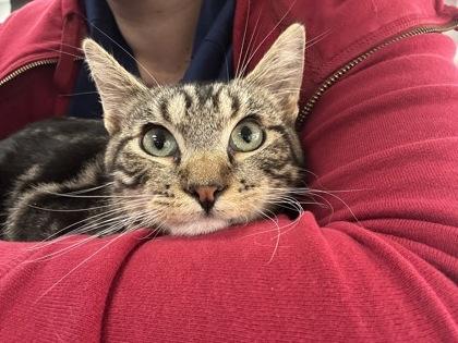 Neville, a Adoptable Domestic Short Hair in Laguna Niguel, CA image 2/3