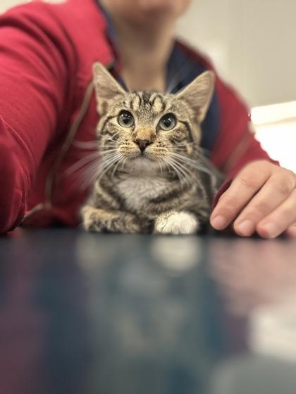 Neville, a Adoptable Domestic Short Hair in Laguna Niguel, CA image 3/3