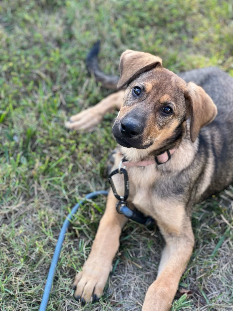 James - Transport, a Adoptable German Shepherd Dog in Greenwood, IN image 1/5
