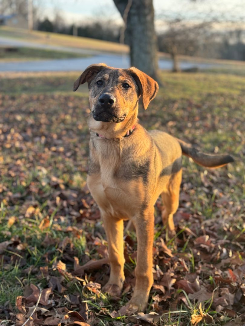James - Transport, Adoptable, Puppy Male German Shepherd Dog.