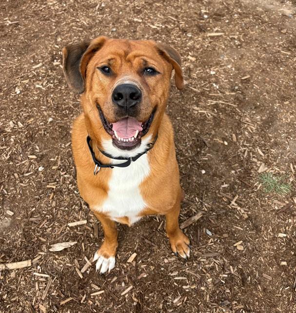 Enlarge WARIO, a Adoptable Mastiff in Denver, CO image 1/1
