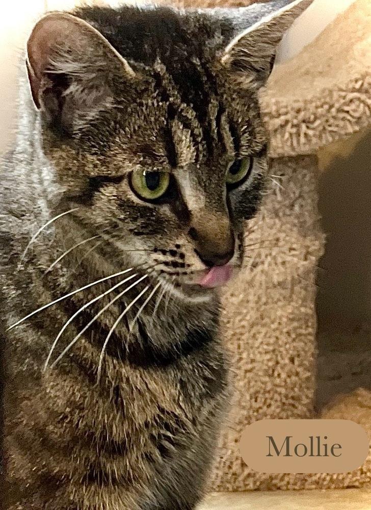 Enlarge Mollie, a Adoptable Domestic Short Hair in Chalfont, PA image 5/6