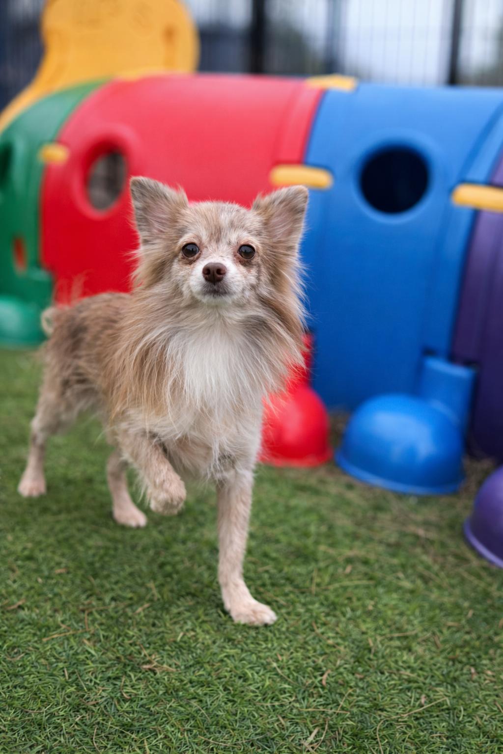 Lumi, adopted, Young Female Pomeranian.