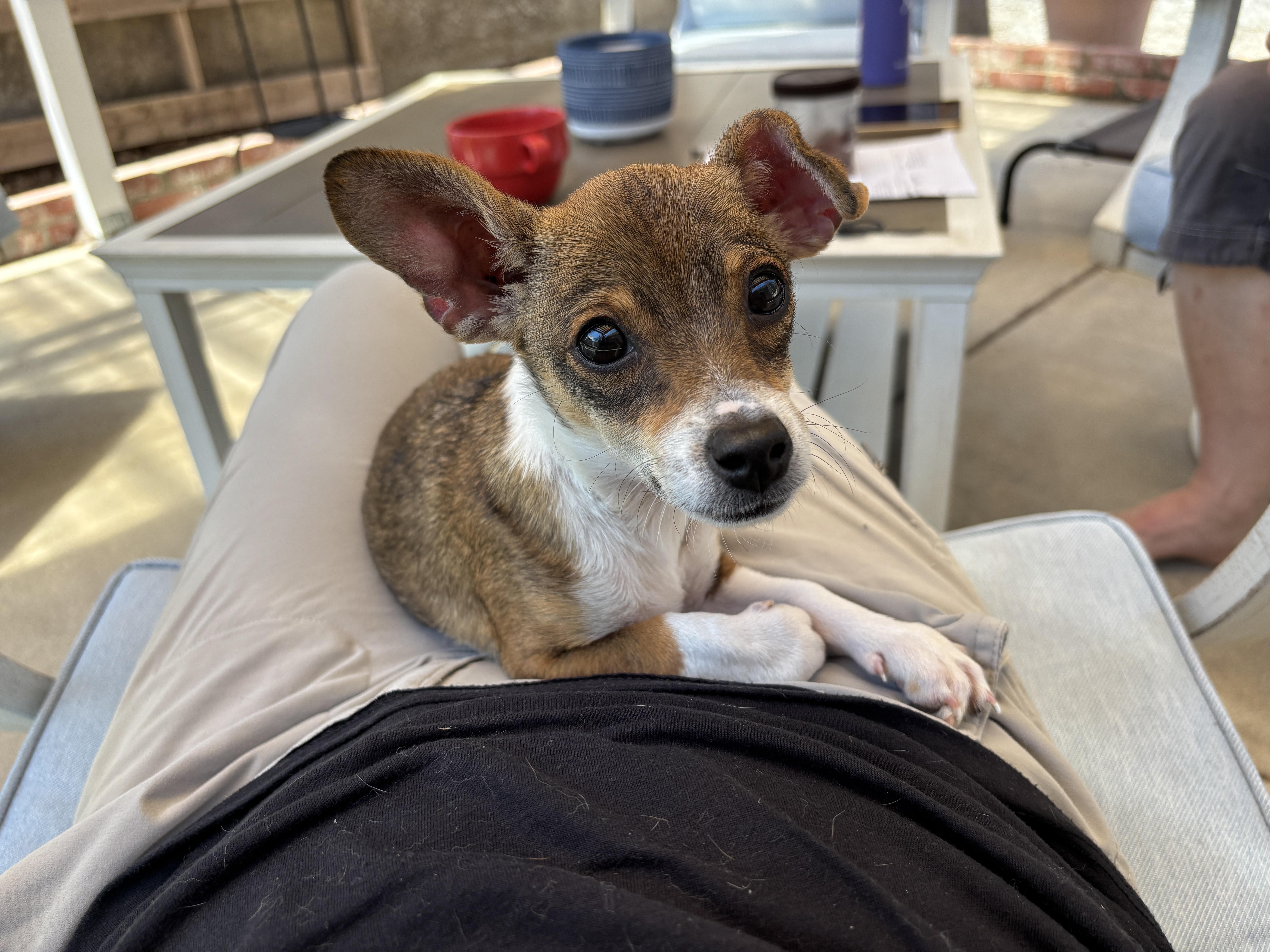 STELLA Chihuahua Dog