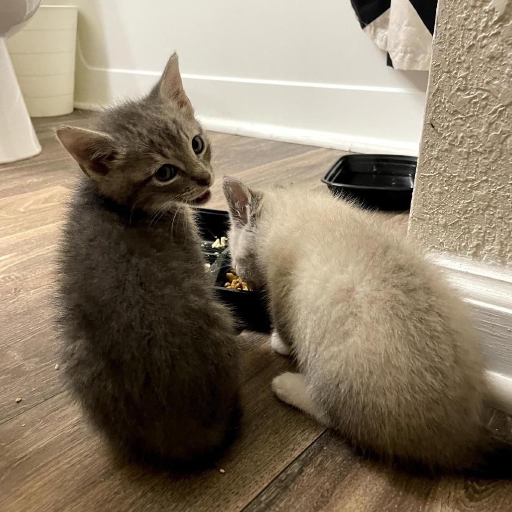 Tigger, Adoptable, Young Male Domestic Short Hair.