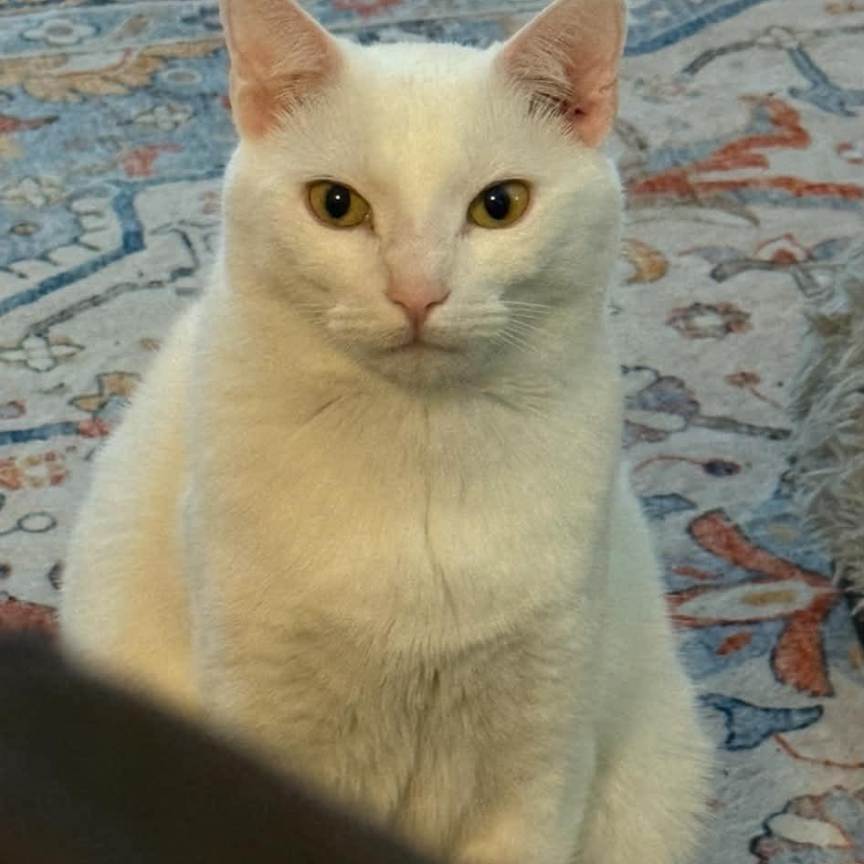 Enlarge Karma, a Adoptable Domestic Short Hair in Warwick , RI image 2/5
