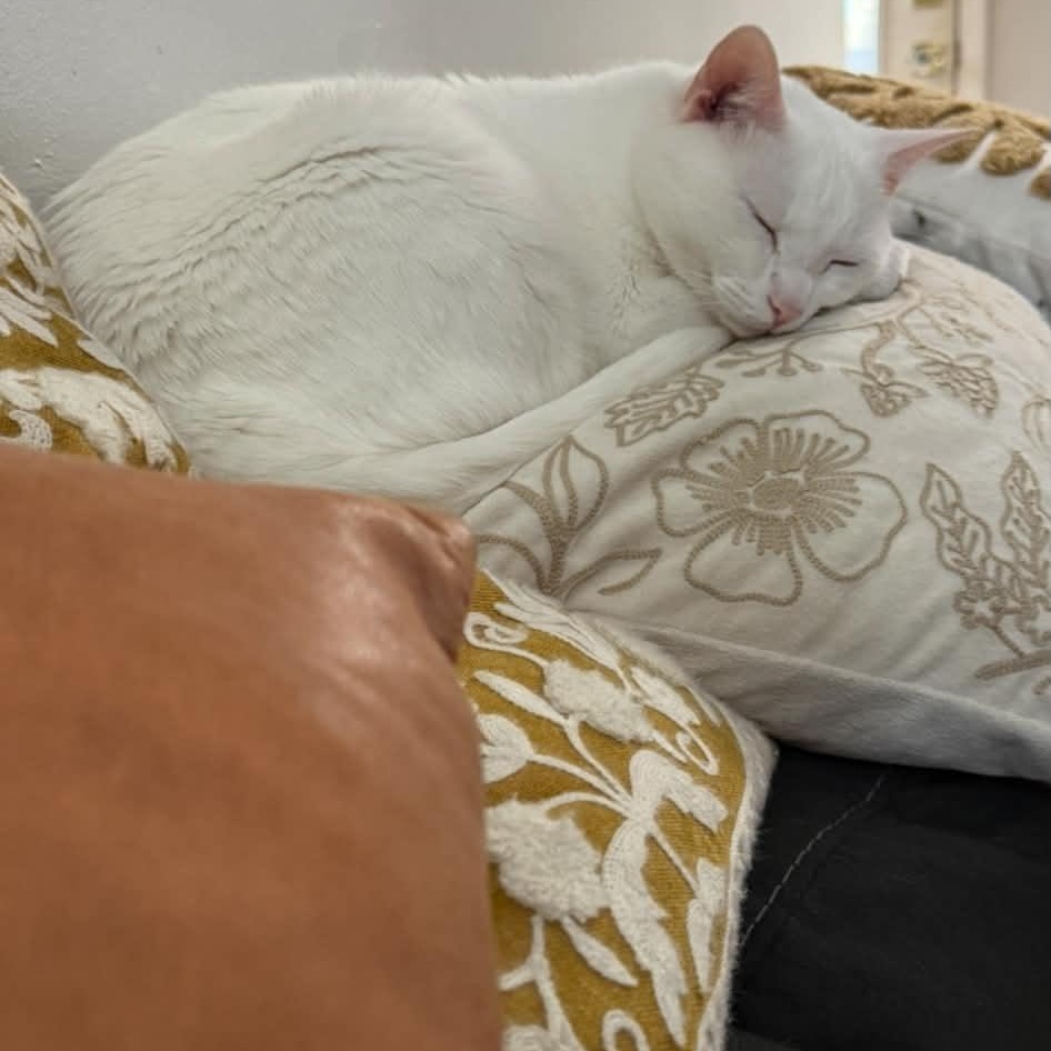 Enlarge Karma, a Adoptable Domestic Short Hair in Warwick , RI image 3/5