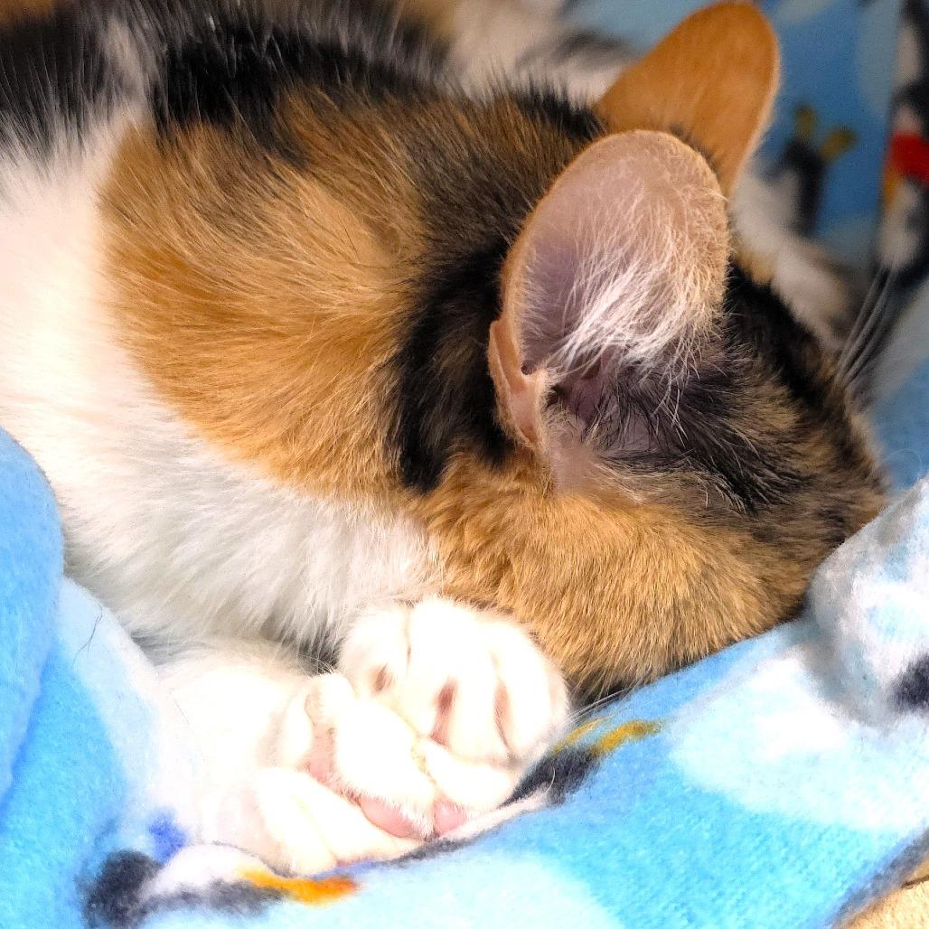 Enlarge Mars, a Adoptable Domestic Short Hair in Michigan City, IN image 1/6