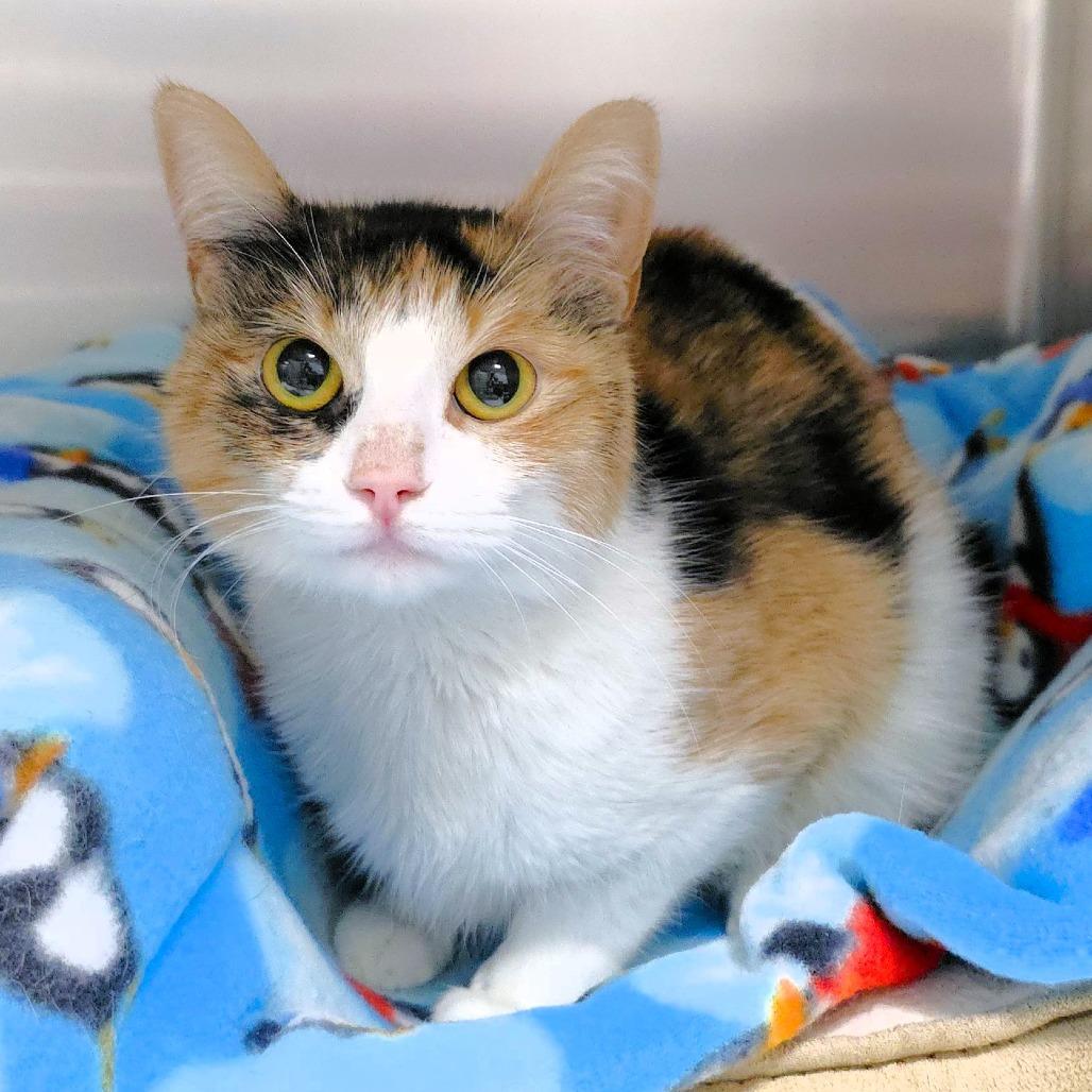 Enlarge Mars, a Adoptable Domestic Short Hair in Michigan City, IN image 2/6