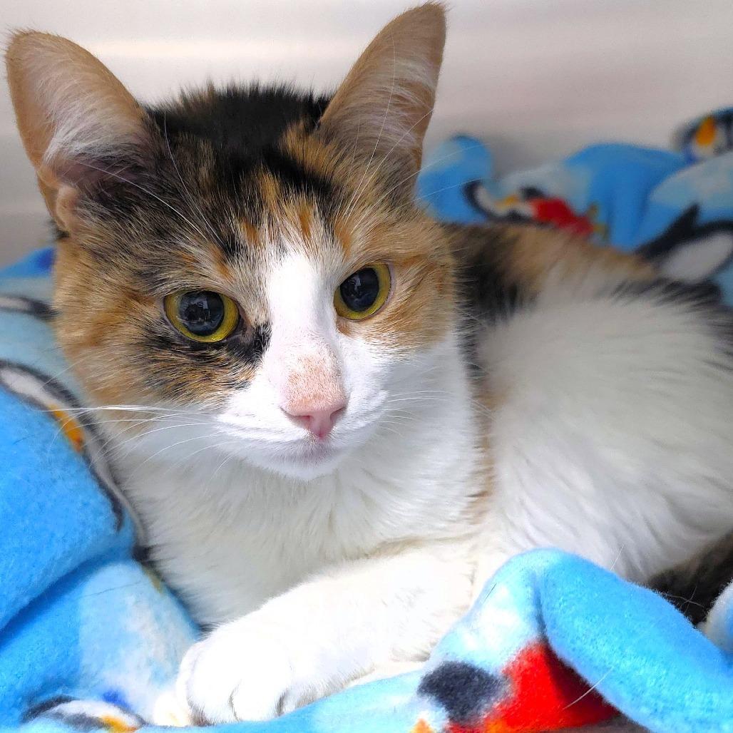 Enlarge Mars, a Adoptable Domestic Short Hair in Michigan City, IN image 3/6