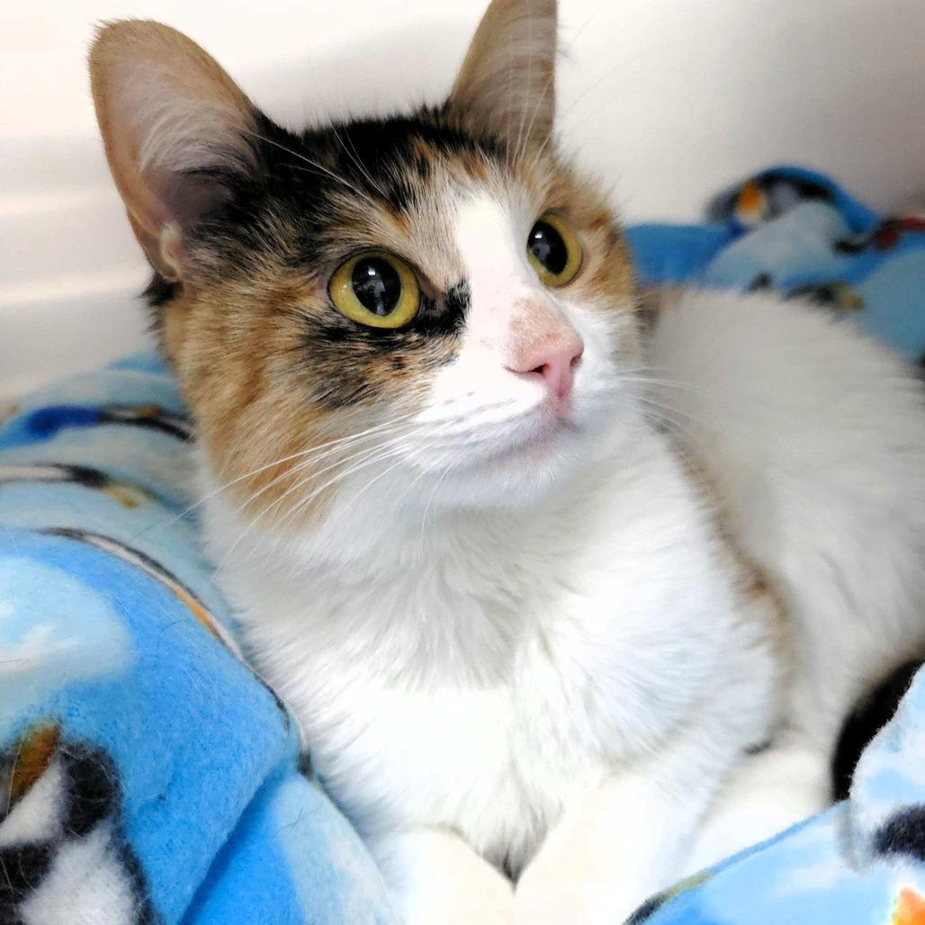 Enlarge Mars, a Adoptable Domestic Short Hair in Michigan City, IN image 4/6
