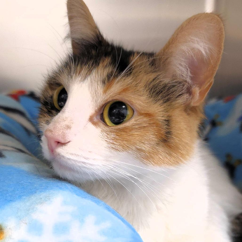 Enlarge Mars, a Adoptable Domestic Short Hair in Michigan City, IN image 5/6