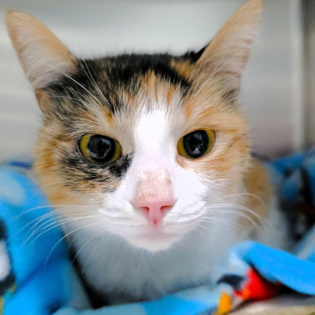 Enlarge Mars, a Adoptable Domestic Short Hair in Michigan City, IN image 6/6