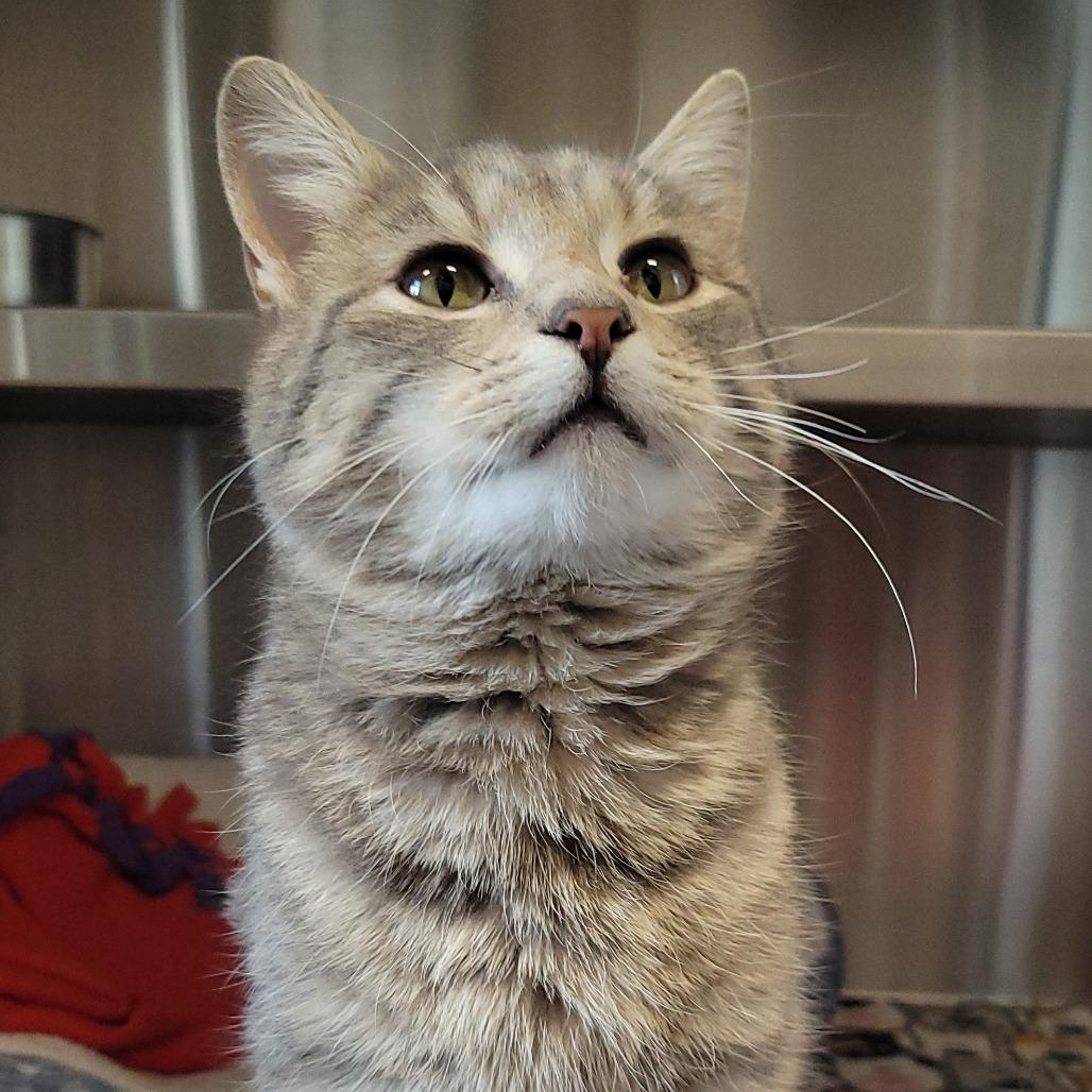 Enlarge Glen Campbell, a Adoptable Domestic Short Hair in Nashville, IN image 1/6