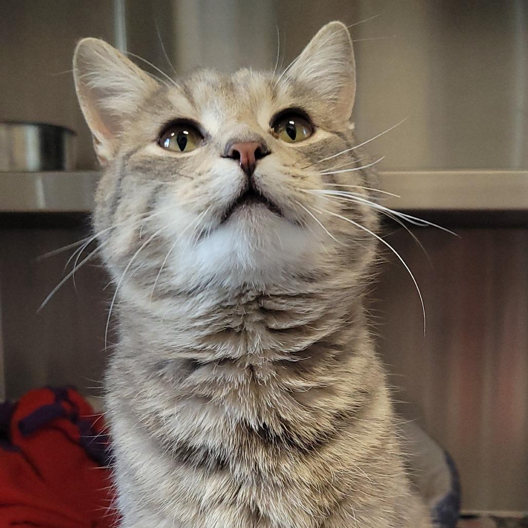 Enlarge Glen Campbell, a Adoptable Domestic Short Hair in Nashville, IN image 2/6