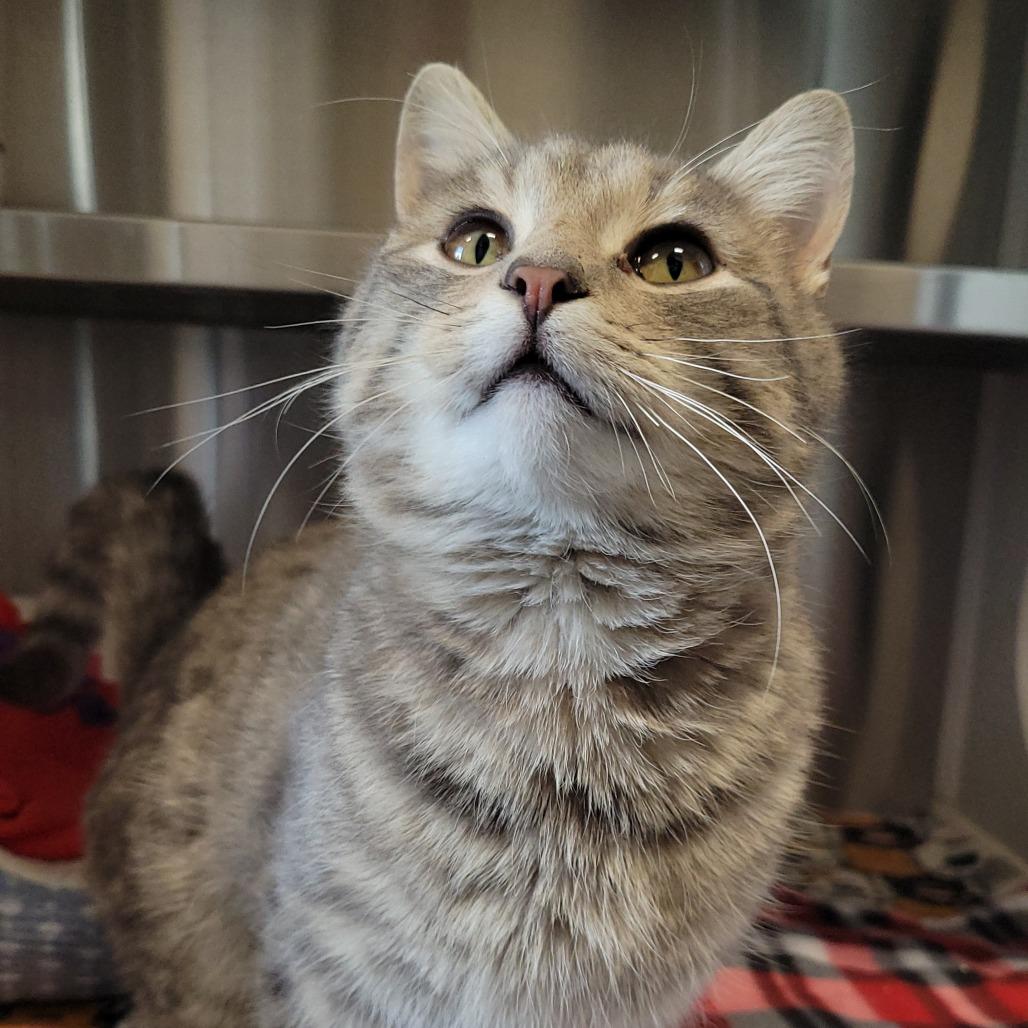 Enlarge Glen Campbell, a Adoptable Domestic Short Hair in Nashville, IN image 4/6