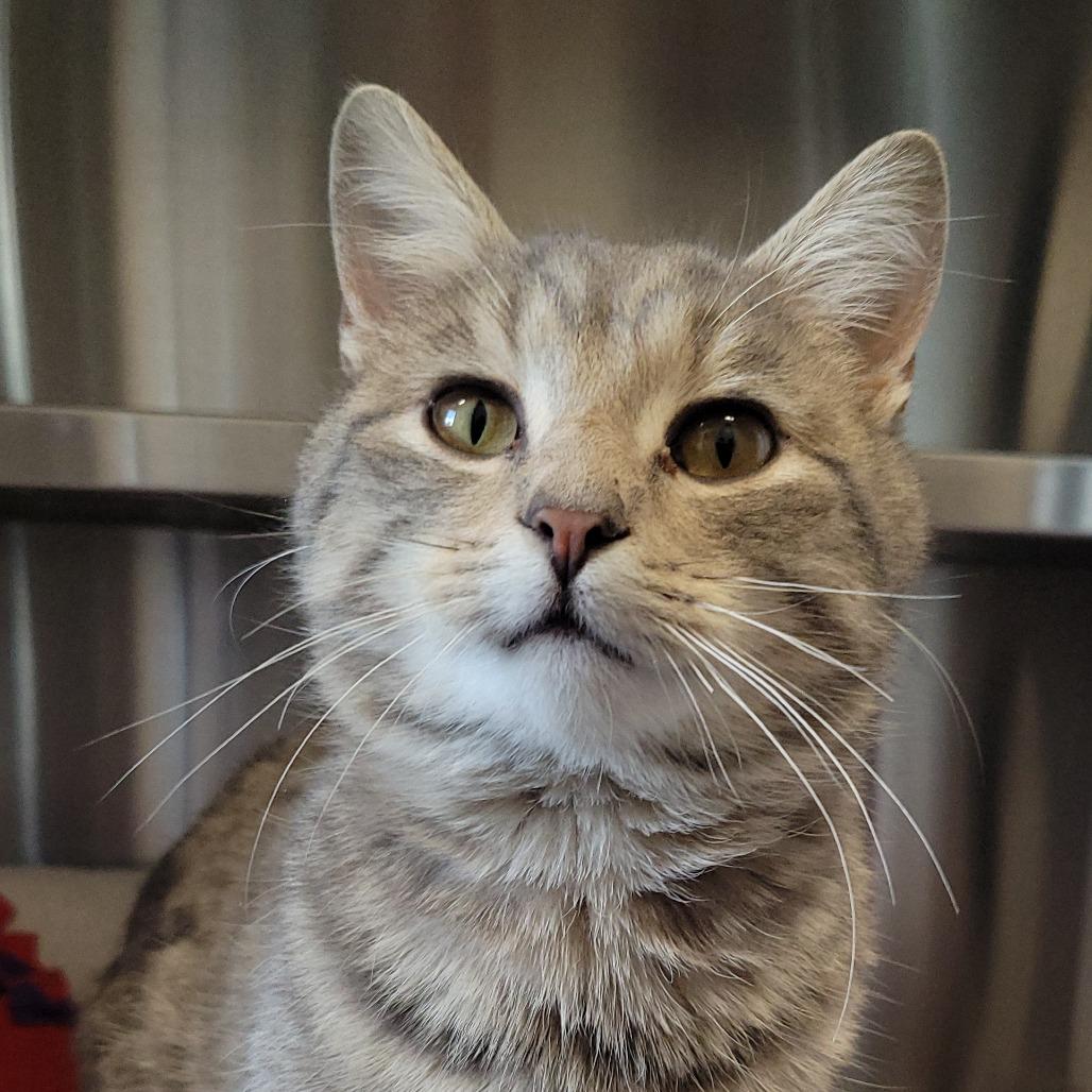 Enlarge Glen Campbell, a Adoptable Domestic Short Hair in Nashville, IN image 5/6