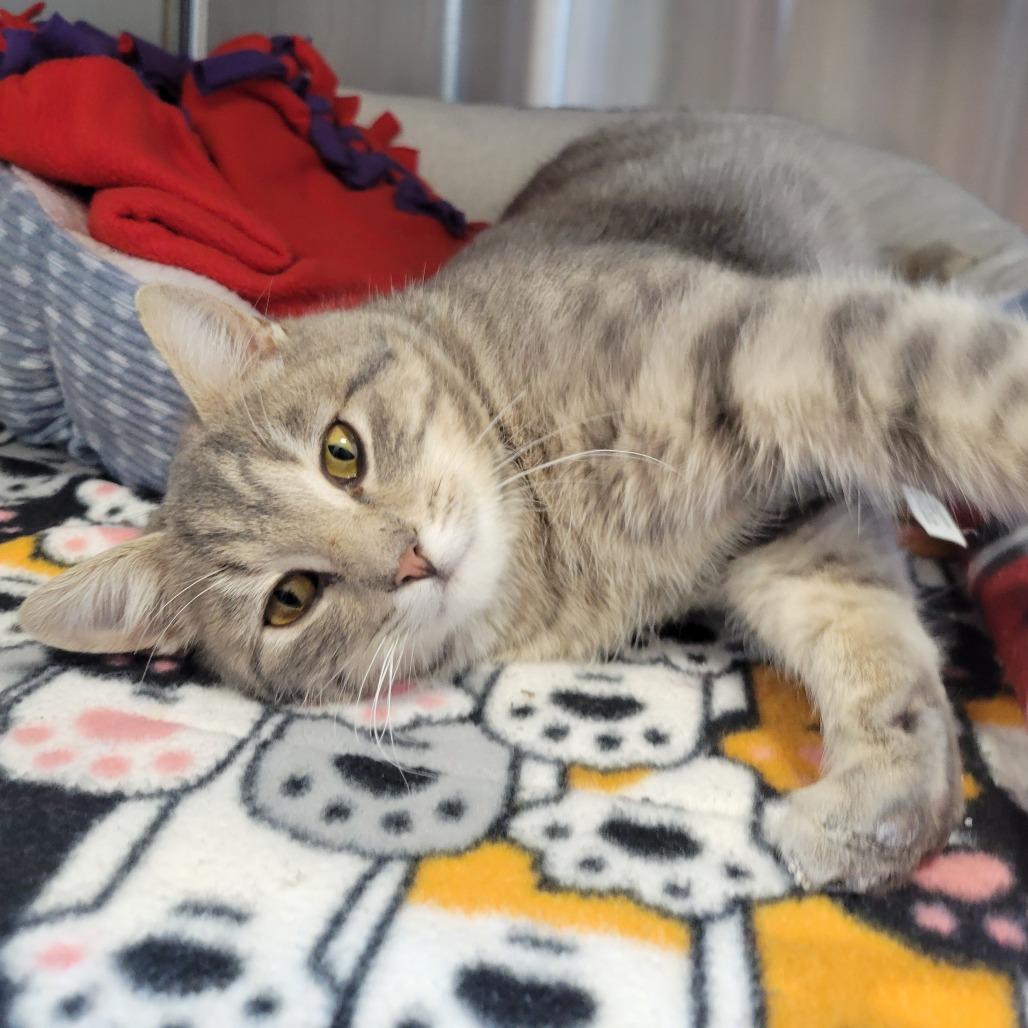 Enlarge Glen Campbell, a Adoptable Domestic Short Hair in Nashville, IN image 6/6