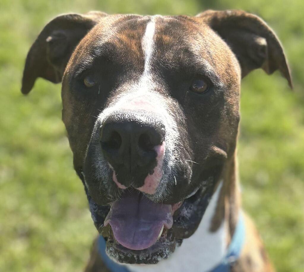 Enlarge Mr. Walnut, a Adoptable Mixed Breed in Jackson, MI image 5/6