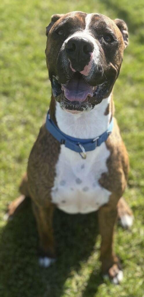 Enlarge Mr. Walnut, a Adoptable Mixed Breed in Jackson, MI image 3/6