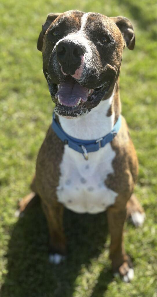 Enlarge Mr. Walnut, a Adoptable Mixed Breed in Jackson, MI image 4/6