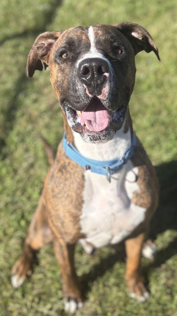 Enlarge Mr. Walnut, a Adoptable Mixed Breed in Jackson, MI image 2/6