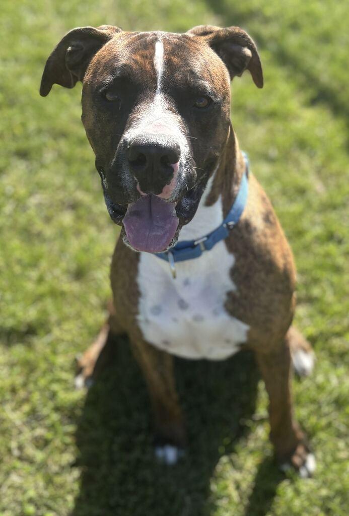 Enlarge Mr. Walnut, a Adoptable Mixed Breed in Jackson, MI image 6/6