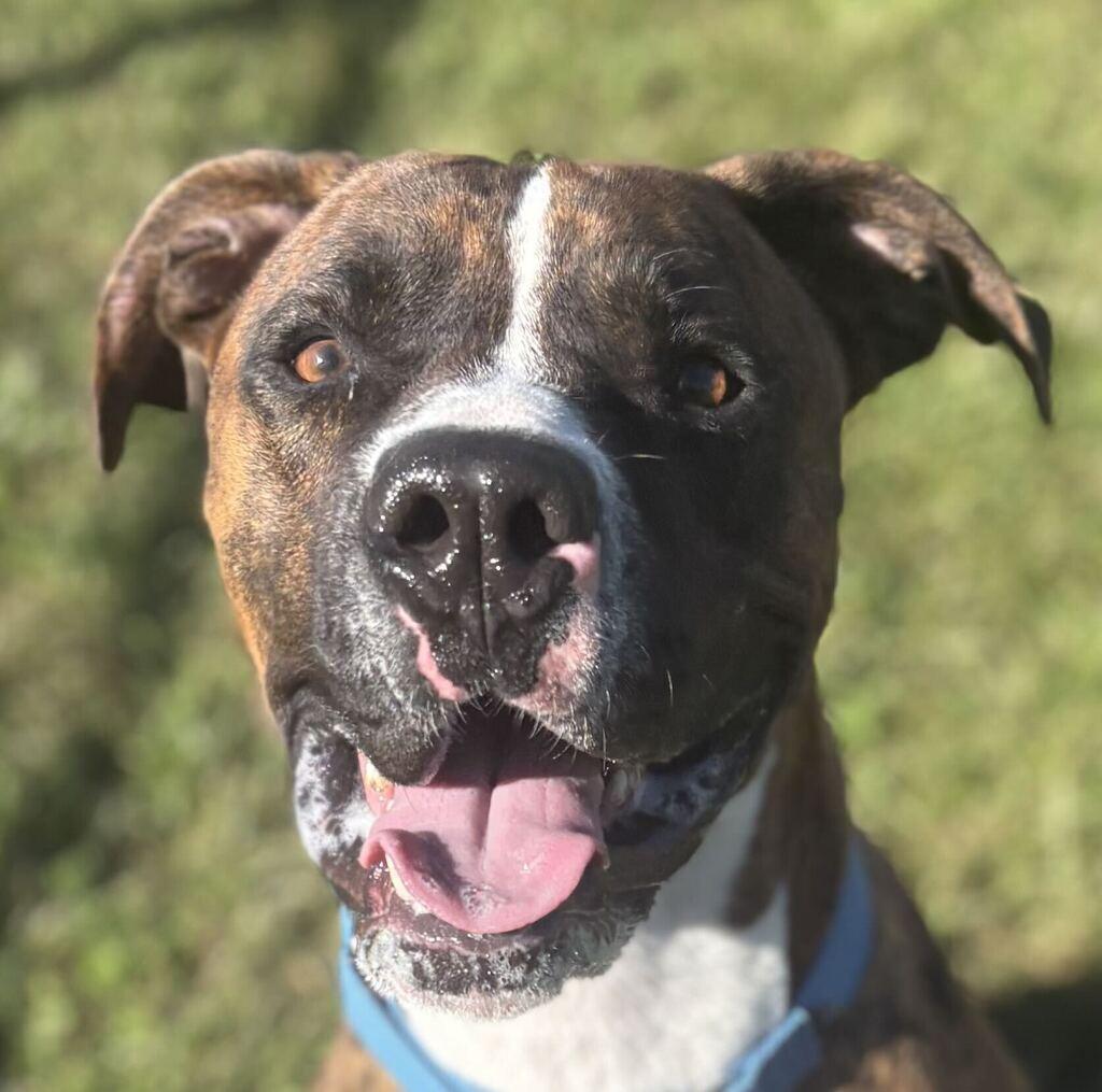 Enlarge Mr. Walnut, a Adoptable Mixed Breed in Jackson, MI image 1/6