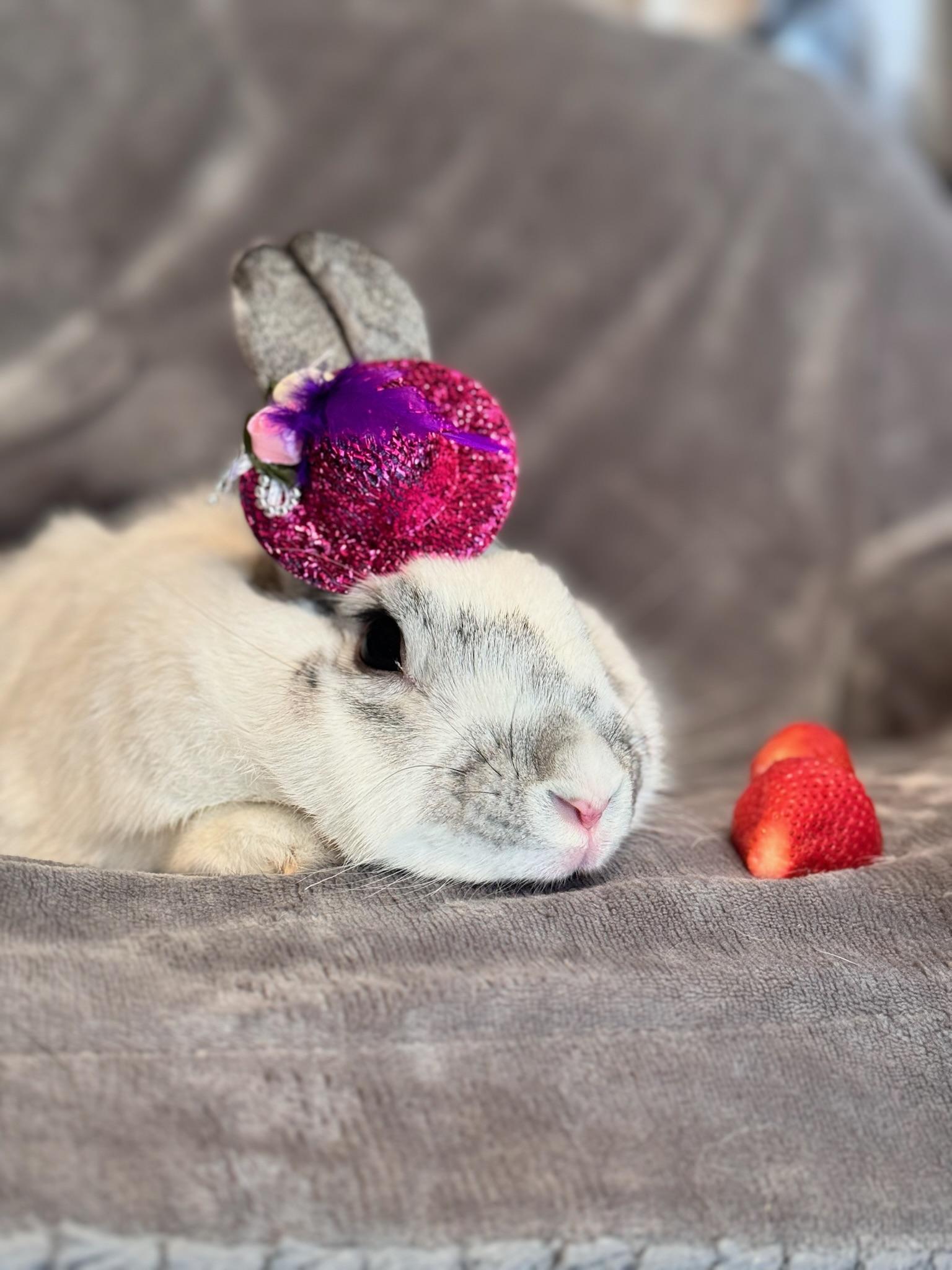 Kora, Adoptable, Adult Female Bunny Rabbit.