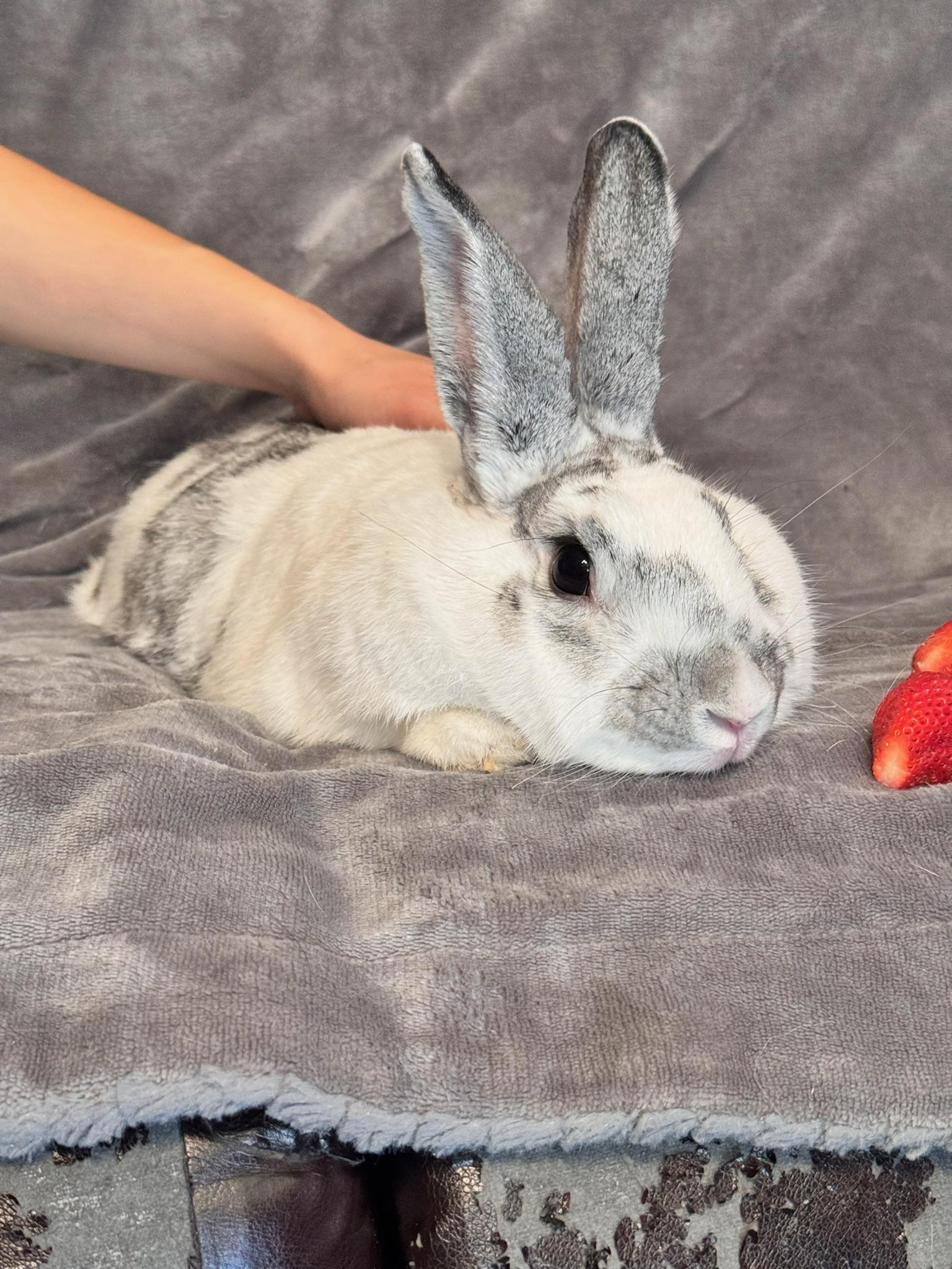 Kora, a Adoptable Bunny Rabbit in Norwalk, CT image 2/4