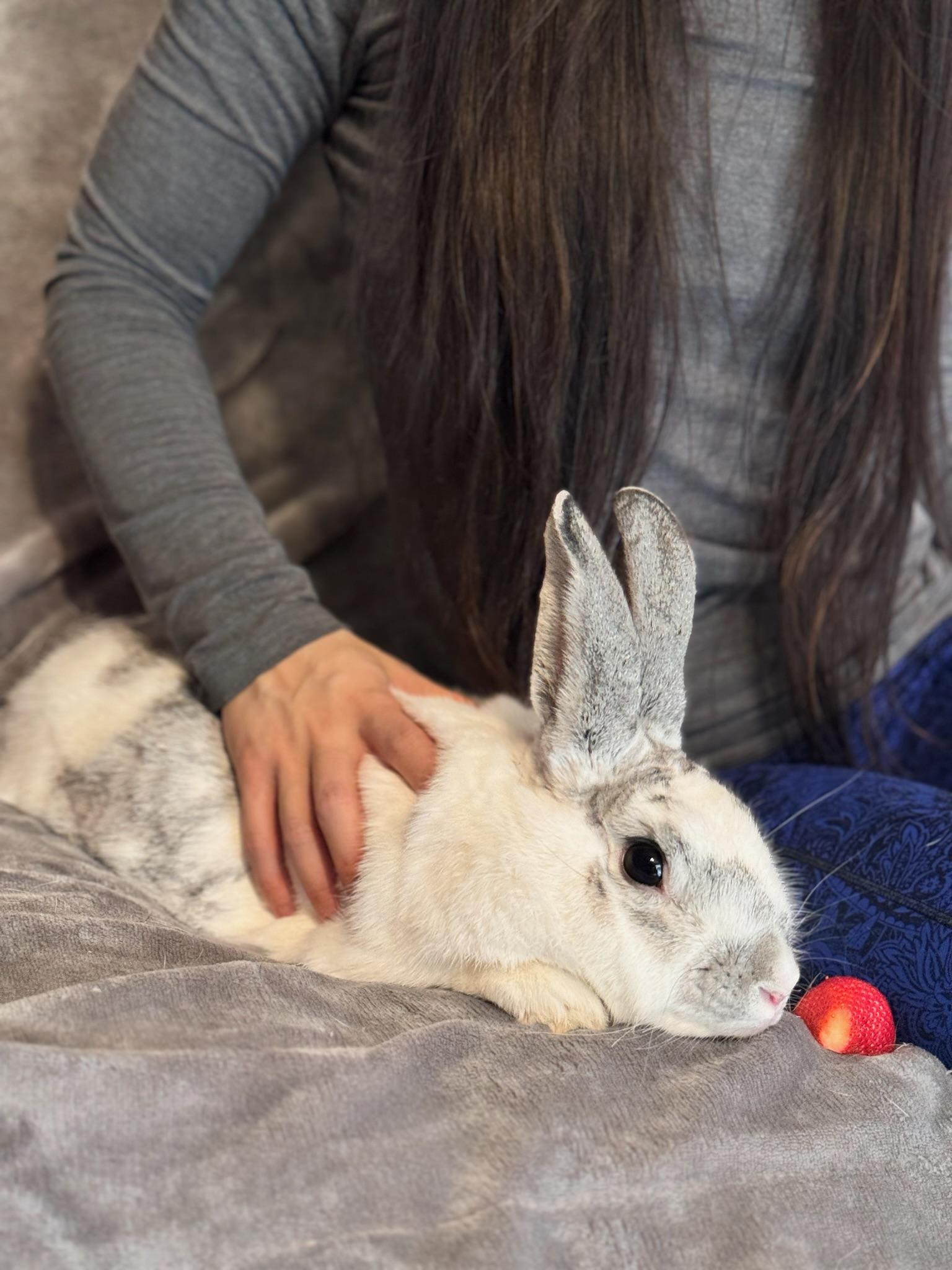 Kora, a Adoptable Bunny Rabbit in Norwalk, CT image 3/4